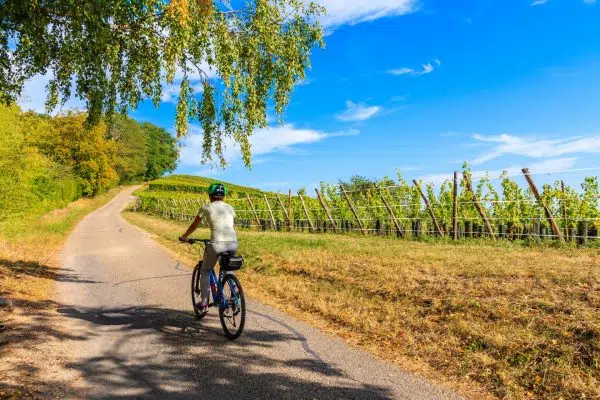 Young woman cyclist riding along Alsatian Wine Route near Riquewihr village, France Young woman cyclist riding along Alsatian Wine Route near Riquewihr village, France