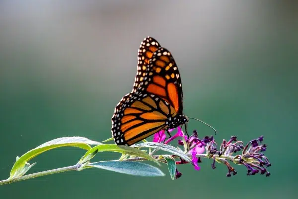 butterfly on flower