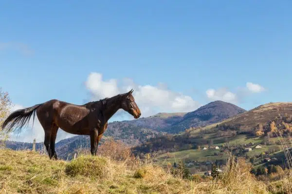 Cheval au pré