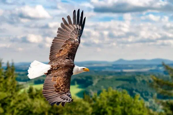 aigle montagne