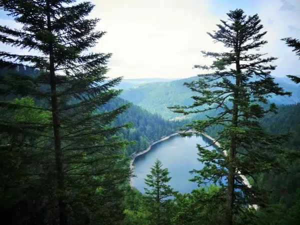 arbres lac montagne