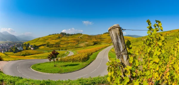 route des vins alsace 3