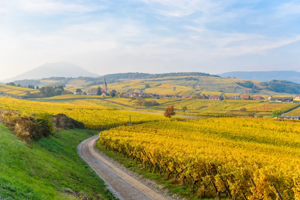 route des vins alsace 4