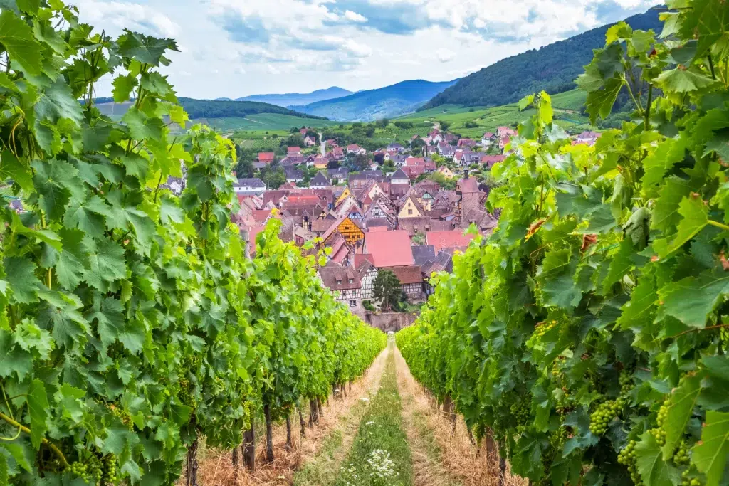 route des vins alsace 8