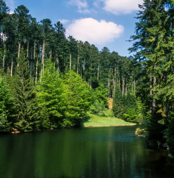 Epicéa commun, Picea abies, site Natura 2000, Parc naturel régional des Ballons des Vosges, Belbriette, Vosges, 88